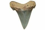 Serrated Angustidens Tooth - Megalodon Ancestor #302055-1